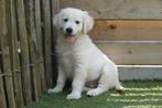 Prachtige Golden retriever pups (ouders aanwezig), Golden retriever, België, CDV (hondenziekte), 8 tot 15 weken