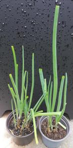 Orignon Rocambolles verhandelen of verkopen, Ophalen, Zomer, Vaste plant, Groenteplanten