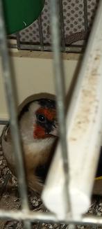 Chardonneret mal bon chanteur