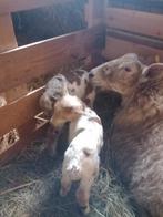 Moutons à vendre, Animaux & Accessoires, Mâle
