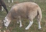 Lot de 6 agneaux mâles, bien lire l'annonce, Animaux & Accessoires, Mâle, Mouton, 0 à 2 ans