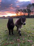 Miniatuurpaardjes ruin, Animaux & Accessoires, Poneys, Hongre, Poney de récréation, Ne s'applique pas, 7 à 10 ans