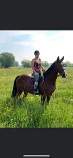 Halve stal gezocht, Dieren en Toebehoren, Paarden, Merrie, 160 tot 165 cm, Springpaard