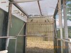 groenvinken schots model, Dieren en Toebehoren