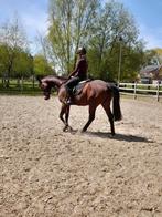 Knappe dressuurruin, Dieren en Toebehoren, Ophalen