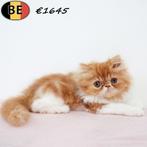 Exotic Longhair - kittens te koop (Belgisch), Dieren en Toebehoren, Katten en Kittens | Raskatten | Langhaar, Meerdere dieren