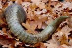 Hoorns ram, schotse hooglander of buffel, Ophalen of Verzenden, Nieuw