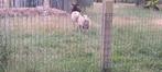 Witte ramlam, Mannelijk, Schaap, 0 tot 2 jaar