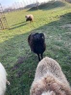 Quessant ram, Animaux & Accessoires, Moutons, Chèvres & Cochons, Mâle, Mouton, 0 à 2 ans