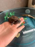 Schildpad te koop, Dieren en Toebehoren, Januari, Mannelijk