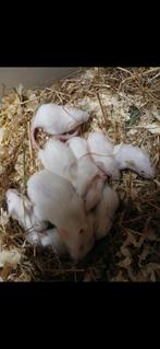 Witte muizen, Meerdere dieren, Muis