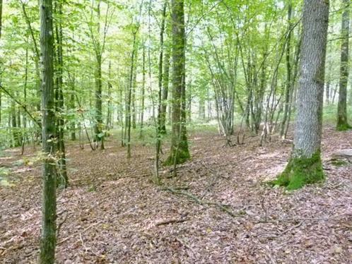 Terrain à bâtir boisé de 66 ares situé en zone de loisirs, Immo, Gronden en Bouwgronden, 1500 m² of meer