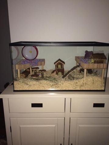 Terrarium Zonder Schuifruit – Formaat 80x40x40 cm beschikbaar voor biedingen
