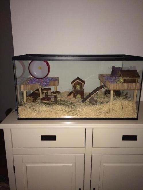 Terrarium Zonder Schuifruit – Formaat 80x40x40 cm, Dieren en Toebehoren, Knaagdieren en Konijnen | Hokken en Kooien, Nieuw, Kooi