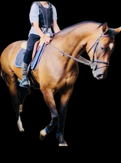 allround paard te koop, Dieren en Toebehoren, Paarden, Merrie, 160 tot 165 cm, 11 jaar of ouder, Met stamboom, Gechipt, Ontwormd