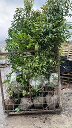 Haies Prunus lusitanica 175/200/225/250 en motte, Jardin & Terrasse, Plantes | Arbres, Enlèvement ou Envoi