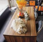Table salle à manger, haute + Banquette haute, design, Ophalen