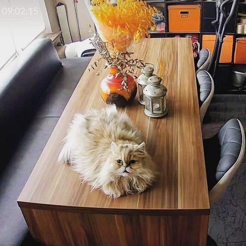 Table salle à manger, haute + Banquette haute, design, Huis en Inrichting, Woonaccessoires | Etagères, Ophalen