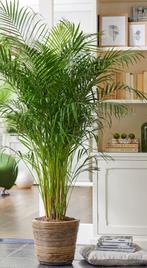 Palmier d interieur, Huis en Inrichting, Kamerplanten, Ophalen, Palm