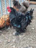 Krulhaantje kriel, Dieren en Toebehoren, Pluimvee