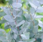Gezocht: Eucalyptus takken, Ophalen
