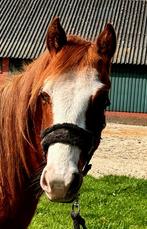 2022 Quarter Horse hengst (Rabicano), Animaux & Accessoires, Chevaux, Non dressé, Étalon, Vermifugé, Cheval western