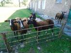 4 zwartbles ooien en een ram allemaal al gedekt, Dieren en Toebehoren, Schapen, Geiten en Varkens, Meerdere dieren, Schaap, 0 tot 2 jaar