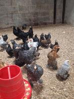 Brahma blauwe buff porselein mechelse koekoek cochin kriel