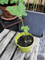Jonge vijgenboom plant in goede gezondheid, Tuin en Terras, Ophalen, Minder dan 100 cm, Volle zon, Vijgenboom