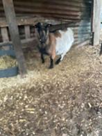 Geitjes en bokje, Animaux & Accessoires, Moutons, Chèvres & Cochons, Plusieurs animaux, Chèvre, 3 à 5 ans