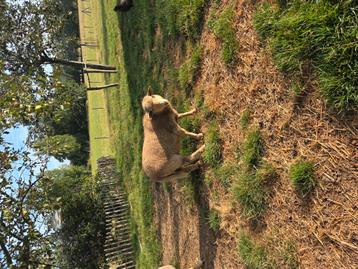 Lakens schaap, Mouton