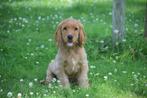 Engelse cocker spaniel pups diverse kleuren, België, 8 tot 15 weken, Meerdere, Meerdere dieren