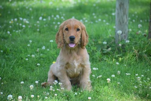 Engelse cocker spaniel pups diverse kleuren, Dieren en Toebehoren, Honden | Retrievers, Spaniëls en Waterhonden, Meerdere dieren