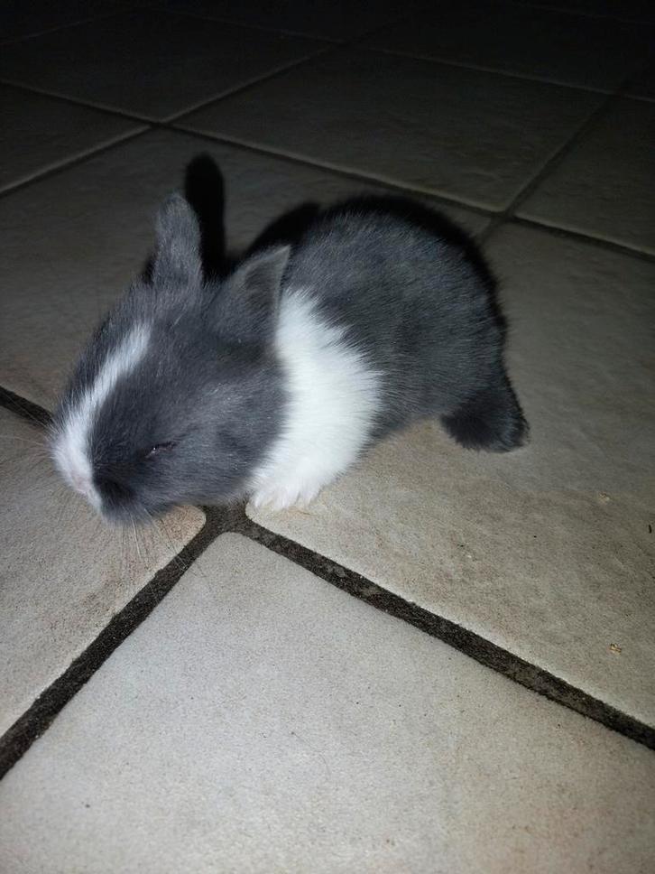 Dwergkonijntjes ( leeuwekopjes ), Animaux & Accessoires, Lapins, Petit, Mâle, 0 à 2 ans