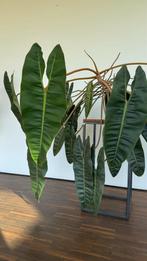 Gigantische Philodendron Bilietiae, Huis en Inrichting, Kamerplanten, Ophalen