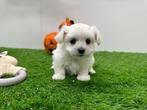 Nestje Mini Maltezer pups, Dieren en Toebehoren, België, Maltezer, CDV (hondenziekte), 8 tot 15 weken