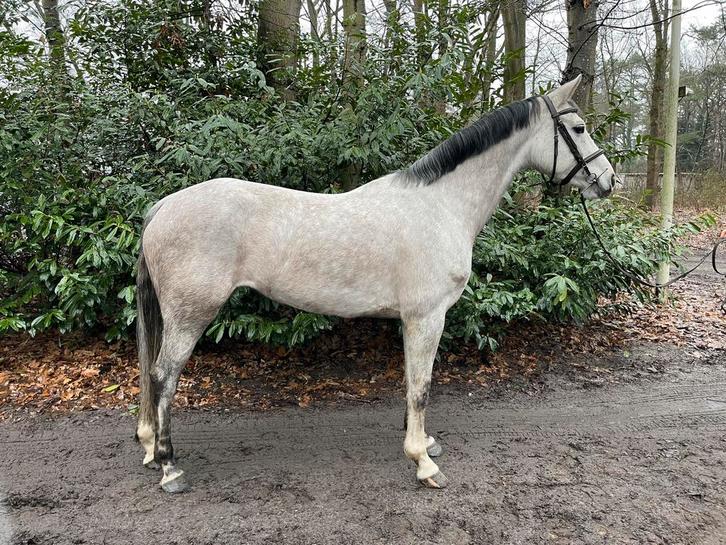 Super braaf springpaard merrie, Dieren en Toebehoren, Paarden, Merrie, Springpaard