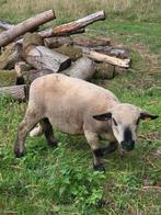 Hampshire down bok, Mannelijk, Schaap, 0 tot 2 jaar