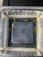 10 gele garnalen en enkele baby’s, Dieren en Toebehoren, Kreeft, Krab of Garnaal, Zoetwatervis, Schoolvis