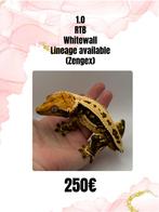 1.0 kweekklare white wall wimpergekko