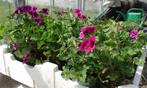 géraniums violets et géraniums roses rouges, Enlèvement ou Envoi