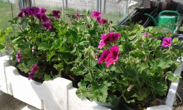 géraniums violets et géraniums roses rouges, Enlèvement ou Envoi