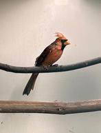 Rode kardinaal, Mâle, Oiseau tropical, Bagué