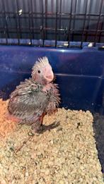 Tamme rose Kakatoe, Dieren en Toebehoren, Vogels | Parkieten en Papegaaien, Geslacht onbekend, Papegaai, Pratend