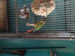 Pyrrura molinea, Dieren en Toebehoren, Vogels | Parkieten en Papegaaien, Dwergpapegaai of Agapornis, Geringd