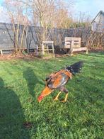 shamo, Dieren en Toebehoren, Pluimvee