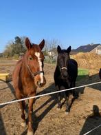 2 Draagmerries te koop, Dieren en Toebehoren, Paarden, Merrie, Niet van toepassing, 160 tot 165 cm, 7 tot 10 jaar