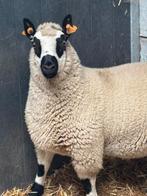 Kerry Hill ingekeurde stamboekram, Dieren en Toebehoren, Mannelijk, Schaap, 0 tot 2 jaar