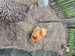 Zijdehoen krielkippen 2 stuks, Dieren en Toebehoren, Vrouwelijk, Kip