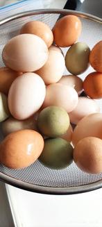 verse eenden/kippen eieren, Diversen, Levensmiddelen, Ophalen